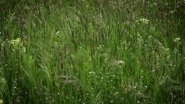 Contexte. Prairies Herbe et vent — Video