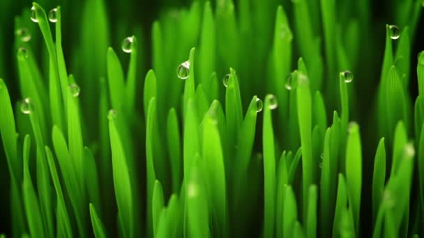 Gotas y brotes jóvenes — Vídeo de stock