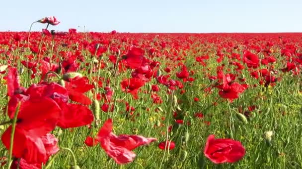 Endless Poppy Field — Stock Video