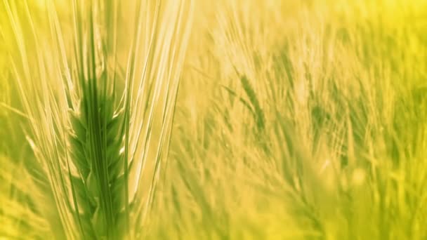 Фон з вухами пшениці — стокове відео