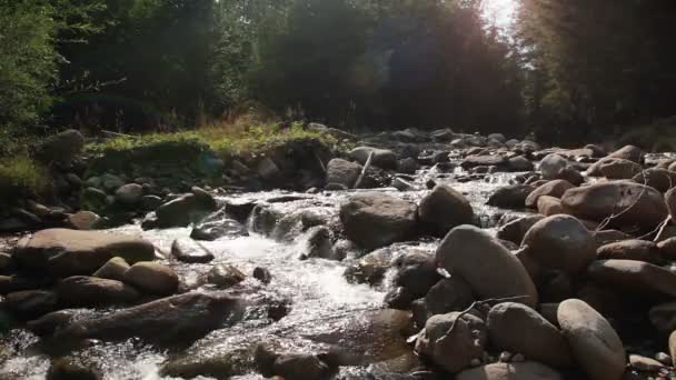 Bosque de montaña río — Vídeo de stock