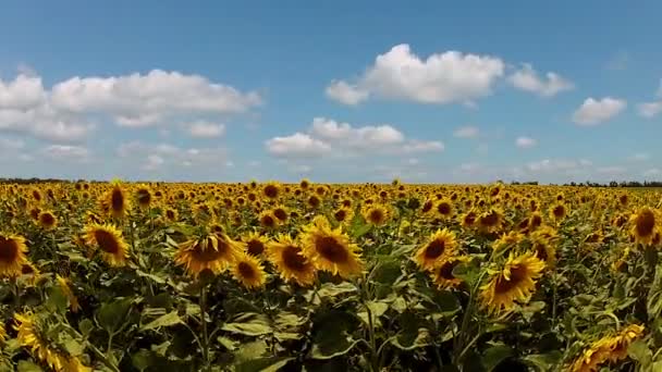 Zonnebloemen en snelle wolken — Stockvideo