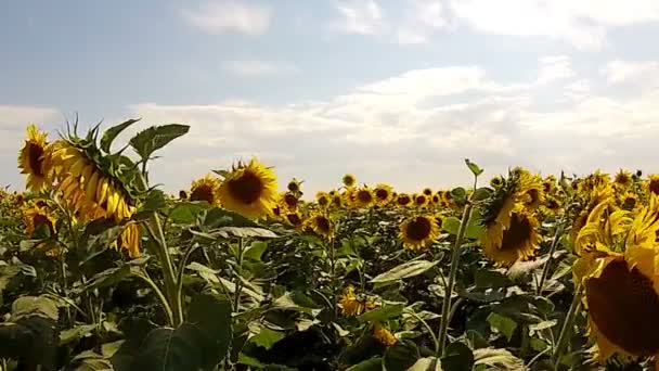 Прогулянка в полі соняшників — стокове відео