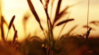 çayır çimen ve gün batımı