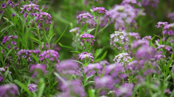 Lila blommor på defocused bakgrunden — Stockvideo