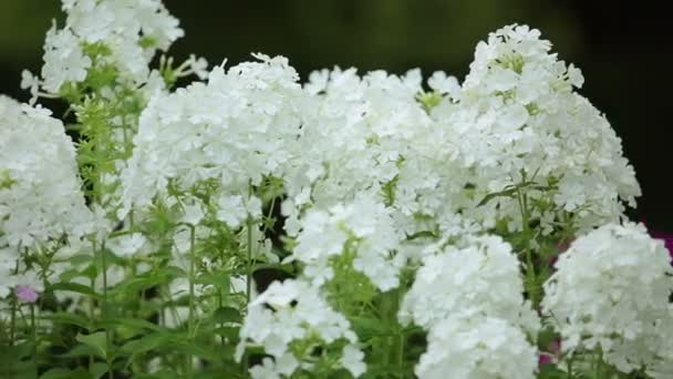 多重の背景に白い花 — ストック動画