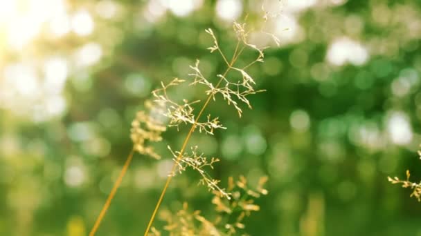 Tiges sèches d'herbes et le soleil — Video