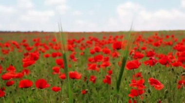 İki kulak ve haşhaş alan