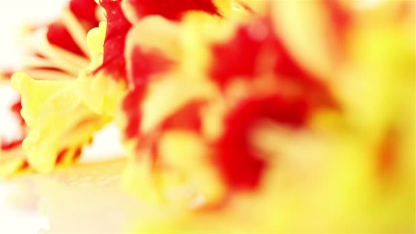 Gladiolus. Red-Yellow Flowers — Stock Video