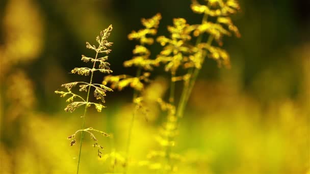 Fondo con hierba de pradera — Vídeos de Stock