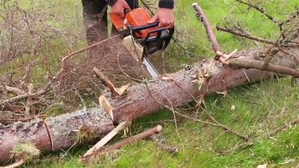 Tronc d'arbre coupé avec tronçonneuse — Video