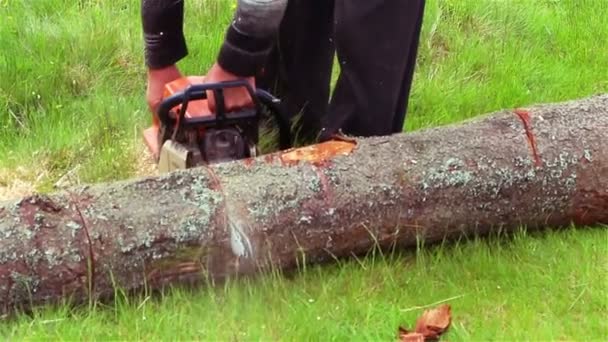 Cut Chainsaw — Stock Video