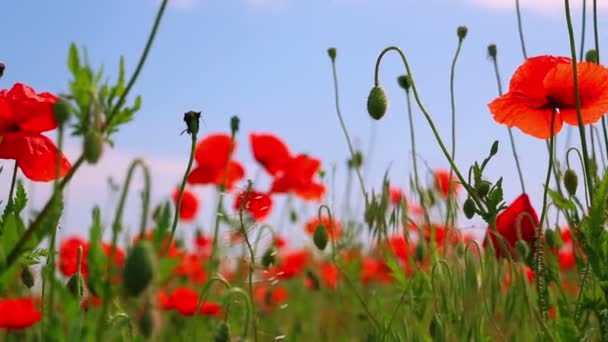 红色罂粟花和其它草原植被 — 图库视频影像