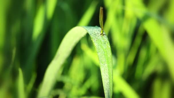 Dew on the Grass and Dragonfly. Macro — Stock Video