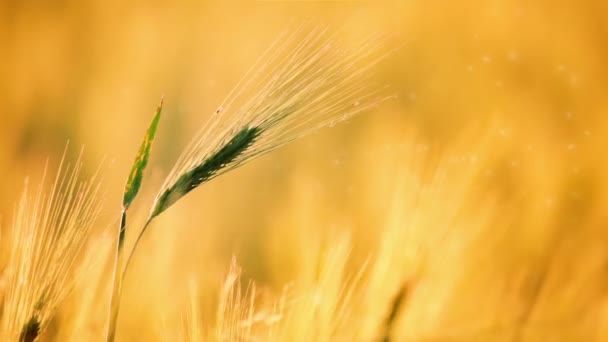 Groene spike op een gouden achtergrond — Stockvideo