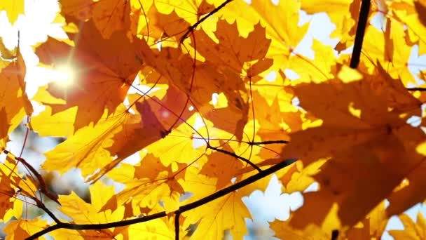 Feuilles d'érable et soleil 