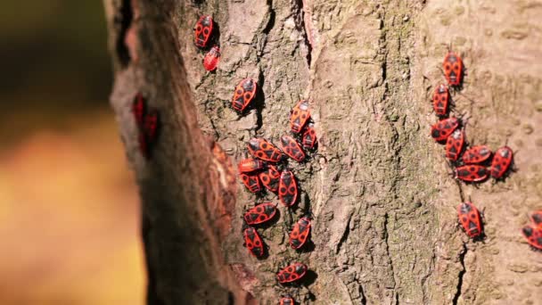 Firebugs em um tronco de árvore — Vídeo de Stock