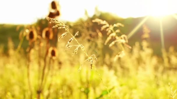 Prairie Grass and Spider Web and Sun — Stock Video