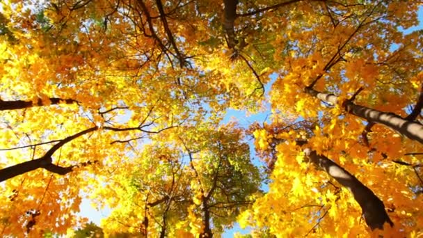 Copas de árboles en el bosque de otoño — Vídeos de Stock