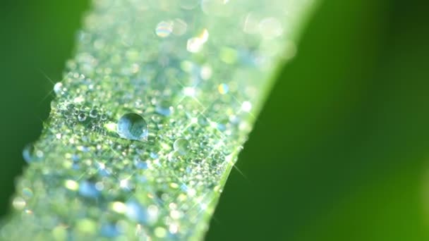 Morning Dew on the Grass. Boucle sans couture 
