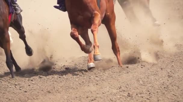 Several Racehorses Raising Cloud Dust Hooves Slow Motion — Stock Video