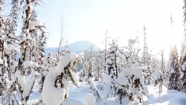 Zimowa Finlandia Mieszany Las Słoneczny Dzień Dużo Śniegu Widok Panoramiczny — Wideo stockowe