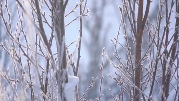 Zimowy Słoneczny Dzień Gałęzie Krzewu Pokryte Grubą Warstwą Mrozu — Wideo stockowe