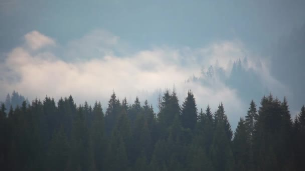暗いトウヒの森 朝の霧が木の上を渦巻いている 動きが速い — ストック動画