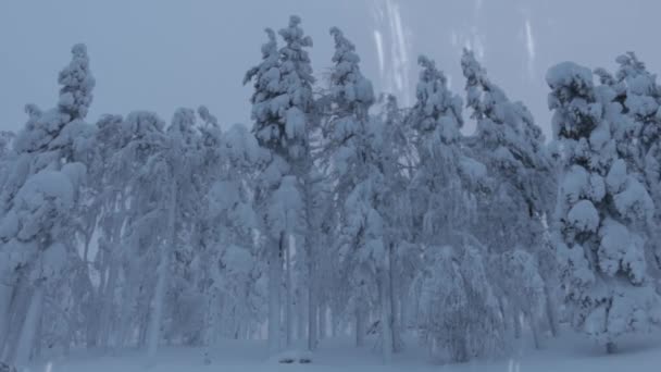 Vinterskov Gigantiske Grantræer Dækket Med Tykt Lag Sne Frost Trækker – Stock-video