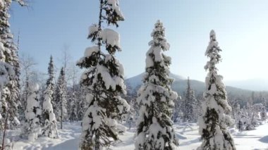 Kuzey Finlandiya ormanlarında çok kar mevcuttur. Güneşli bir kış gününde Panorama
