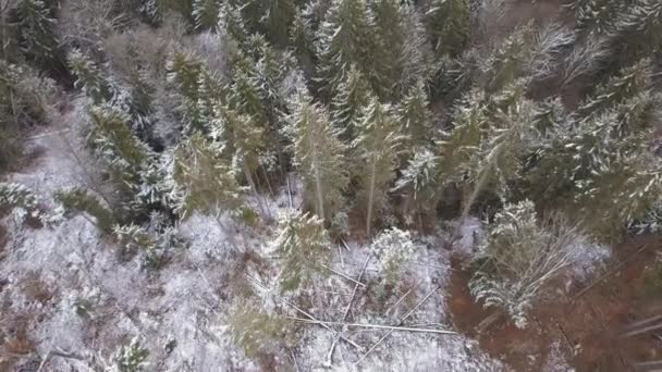 Floresta Coníferas Com Abetos Altura Cobertos Neve Câmera Voa Lentamente — Vídeo de Stock