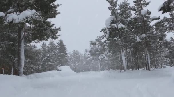 Зимний День Еловом Лесу Земле Ветвях Деревьев Выпадает Много Снега — стоковое видео