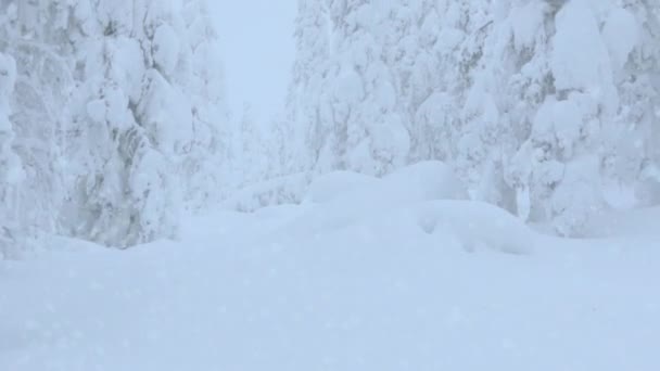 Zima Finském Lese Mohutné Smrky Jsou Pokryty Silnou Vrstvou Sněhu — Stock video