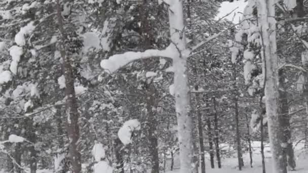 Winter Finland Troncos Pino Del Bosque Cerca Fuertes Nevadas — Vídeo de stock