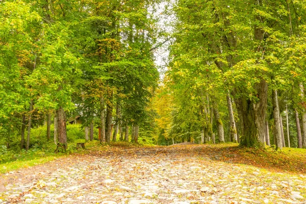 Klidný Letní Den Listnatém Parku Stará Dlážděná Cesta Mezi Stromy — Stock fotografie
