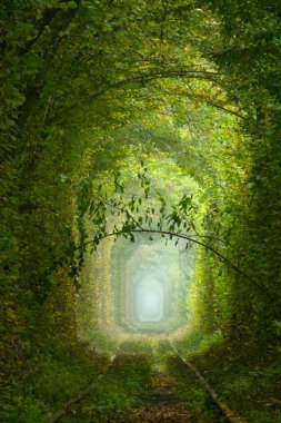 Summer Ukraine. Rivne region. Railway in the dense deciduous forest. 