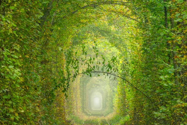ウクライナだ 河岸地域の夏 鬱蒼とした落葉樹林の鉄道 愛のトンネル — ストック写真