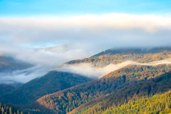 Yaz Ukraynalı Karpatlar Sabah Sisi Dalgaları Dağların Yamaçlarındaki Sık Ormanlarda — Stok fotoğraf