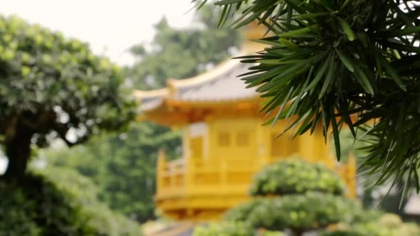 Сад Нан Ліан Гонконзі Золотий Павільйон Оточений Зеленими Рослинами — стокове відео