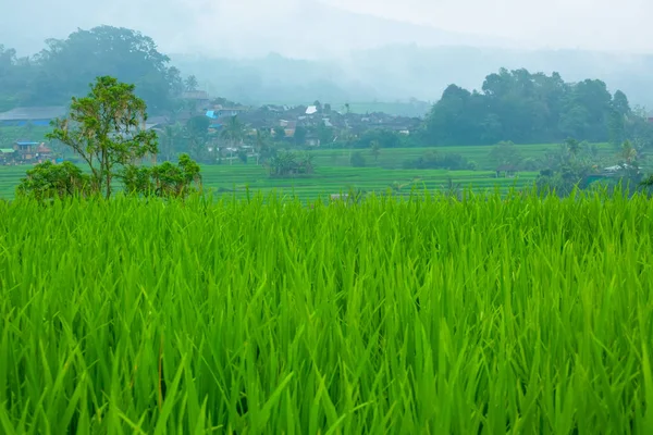 Indonesia Rice Fields Village Bali Island Rain — Φωτογραφία Αρχείου