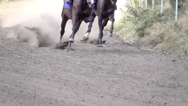 Sonniger Tag Auf Dem Hippodrom Rennpferde Laufen Die Kurve Des — Stockvideo