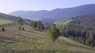 Sunny summer day in the Ukrainian Carpathians. The drone takes off and opens a panorama of wooded mountains, valleys and pastures. Aerial view