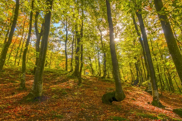 Sunny Day Autumn Beech Forest — ストック写真