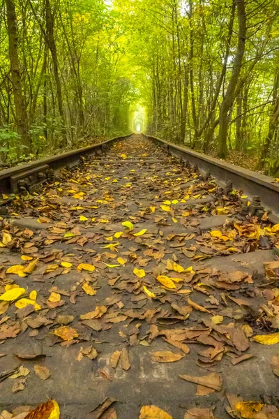 Summer Ukraine Tunnel Love Rivne Region Railway Dense Deciduous Forest — Fotografia de Stock