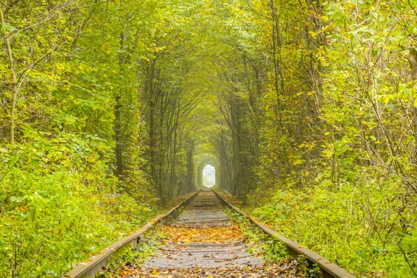 Summer Day Tunnel Love Rivne Region Ukraine Railway Dense Deciduous — Stock fotografie