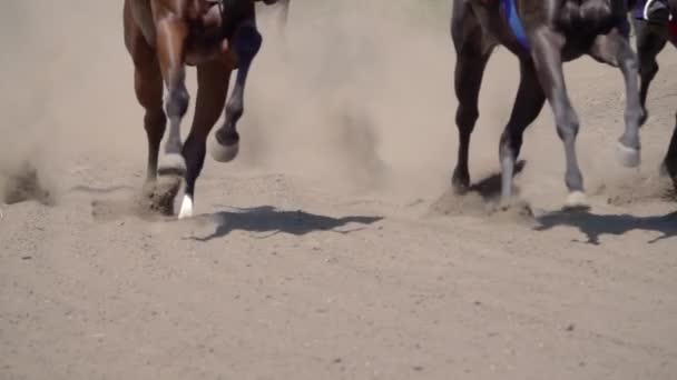 Sunny Day Hippodrome Several Racehorses Run Kick Cloud Dust Slow — Stock Video