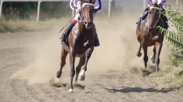 Sunny Summer Day Hippodrome Race Horses Run Gait Kick Lot — Video
