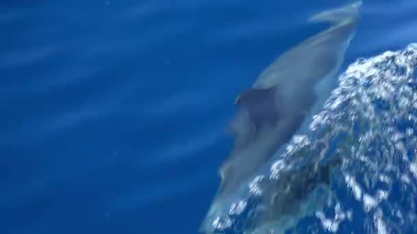 Sunny Day Sea Flock Dolphins Swim Next Snow White Yacht — стоковое видео