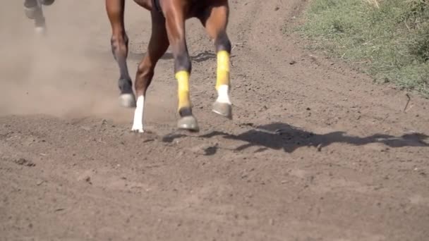 Sunny Summer Day Racetrack Racehorses Running Kicking Lot Dust Horse — 图库视频影像