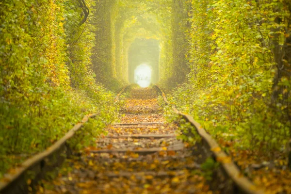 Kärlekens Tunnel Sommardag Rivneregionen Ukraina Järnväg Den Täta Lövskogen — Stockfoto